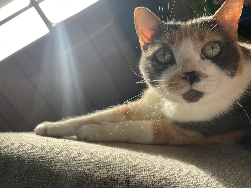 Callista, an adoptable Domestic Short Hair in tucson, AZ, 85750 | Photo Image 4