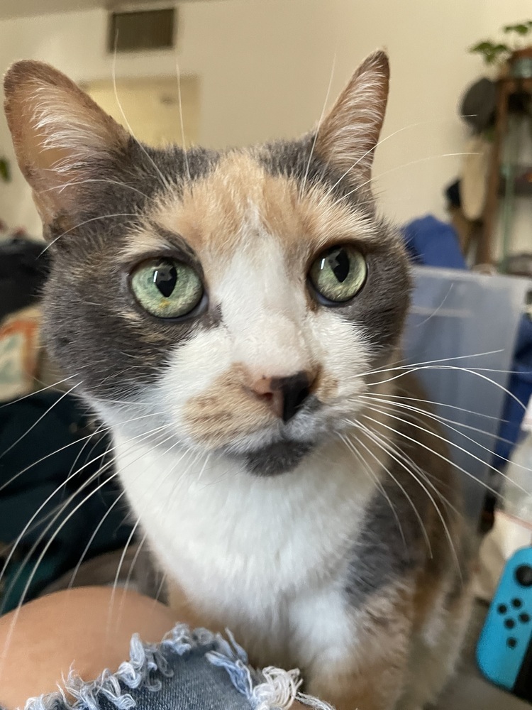 Callista, an adoptable Domestic Short Hair in tucson, AZ, 85750 | Photo Image 5