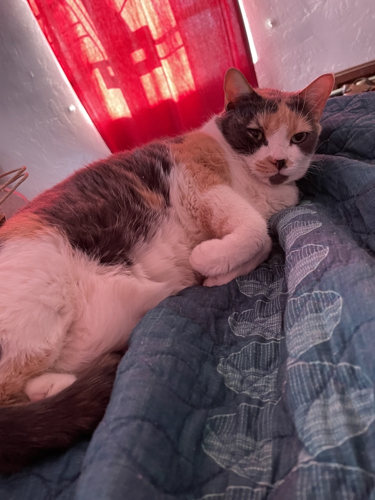 Callista, an adoptable Domestic Short Hair in tucson, AZ, 85750 | Photo Image 6