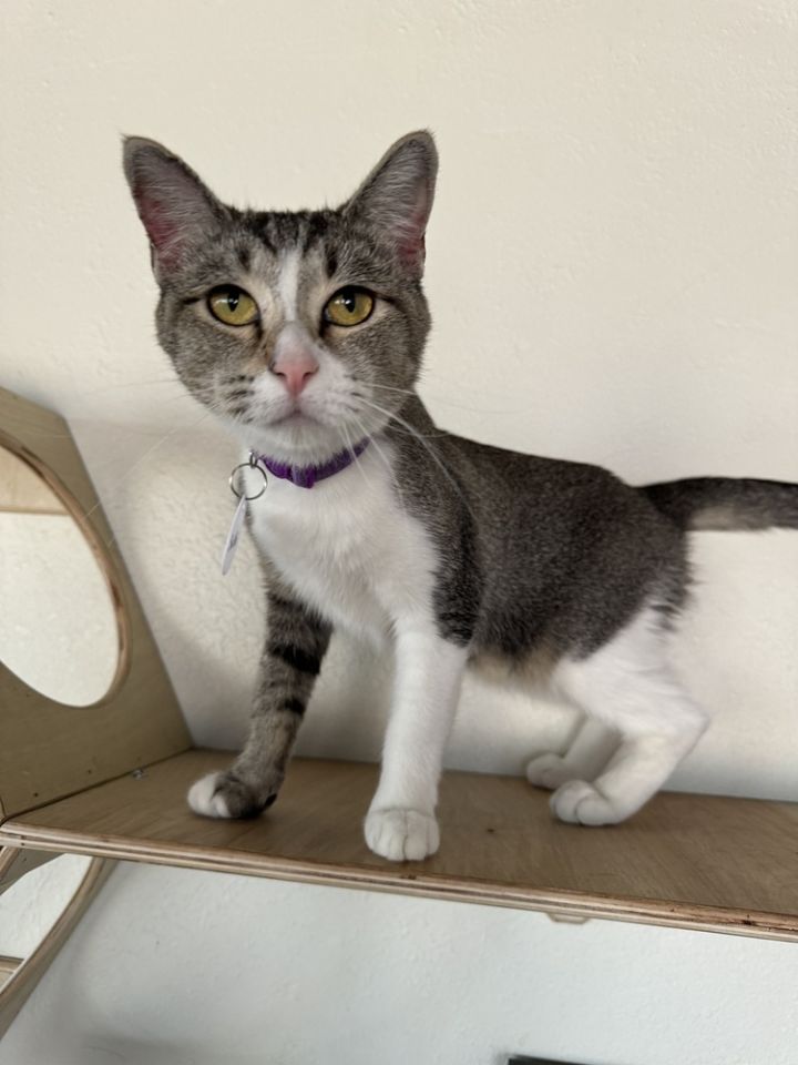 Cat for adoption Sushi 2, a Domestic Short Hair Mix in tucson, AZ