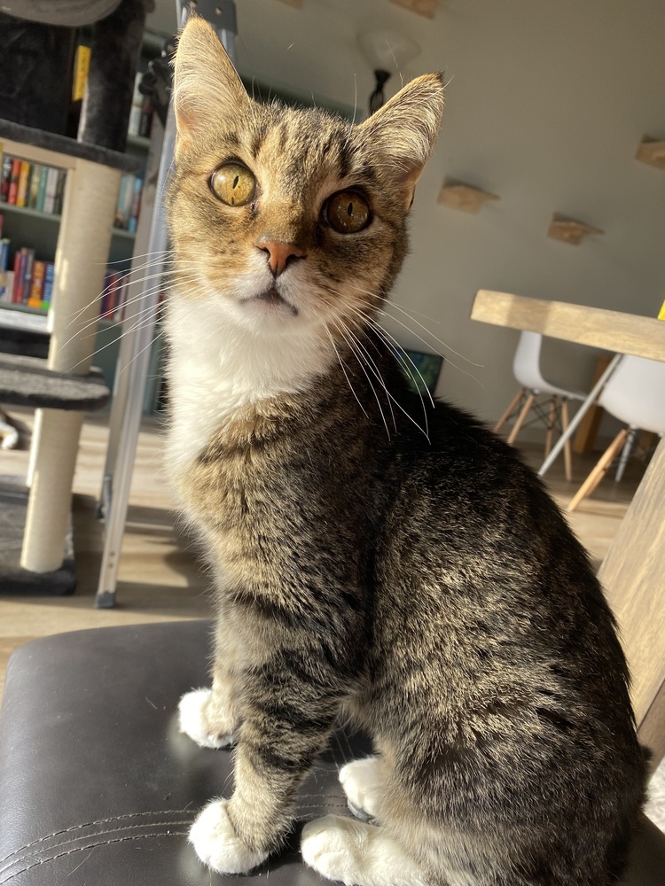 Ellie 3, an adoptable Domestic Short Hair in tucson, AZ, 85750 | Photo Image 1