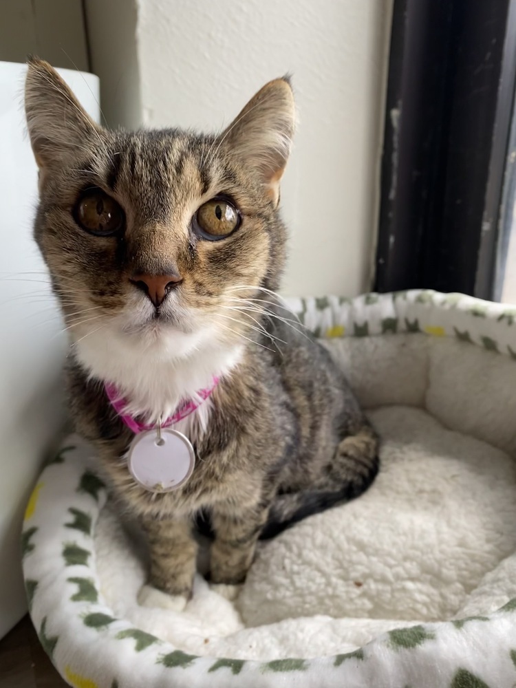 Ellie 3, an adoptable Domestic Short Hair in tucson, AZ, 85750 | Photo Image 2