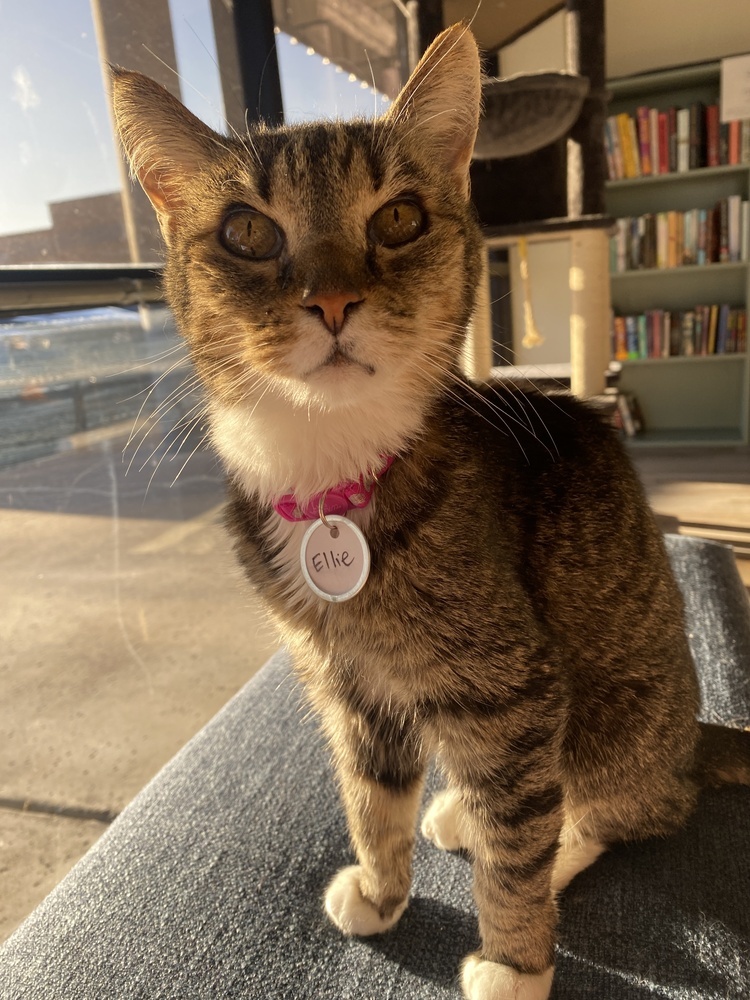 Ellie 3, an adoptable Domestic Short Hair in tucson, AZ, 85750 | Photo Image 3
