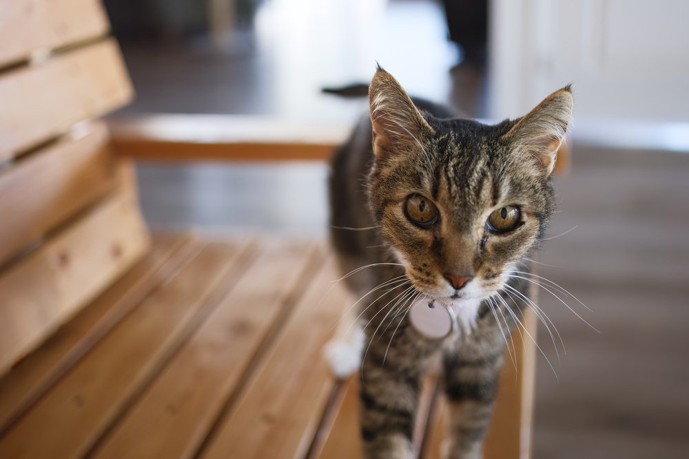 Ellie 3, an adoptable Domestic Short Hair in tucson, AZ, 85750 | Photo Image 4