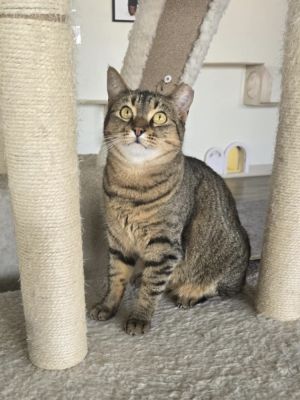 Cassia 2, Adult Female Domestic Short Hair