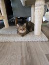 Cassia 2 photo 4