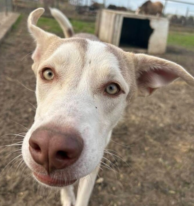 Bella