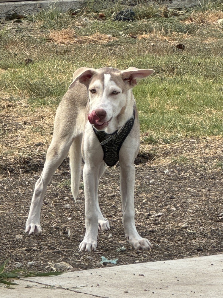 Bella