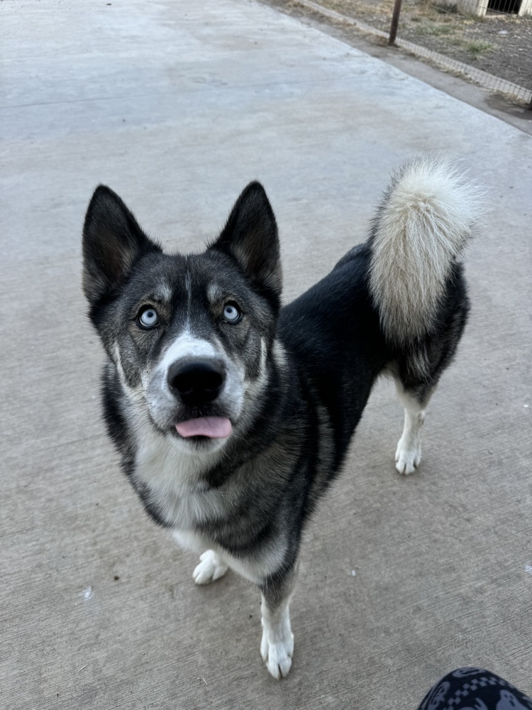 Chico