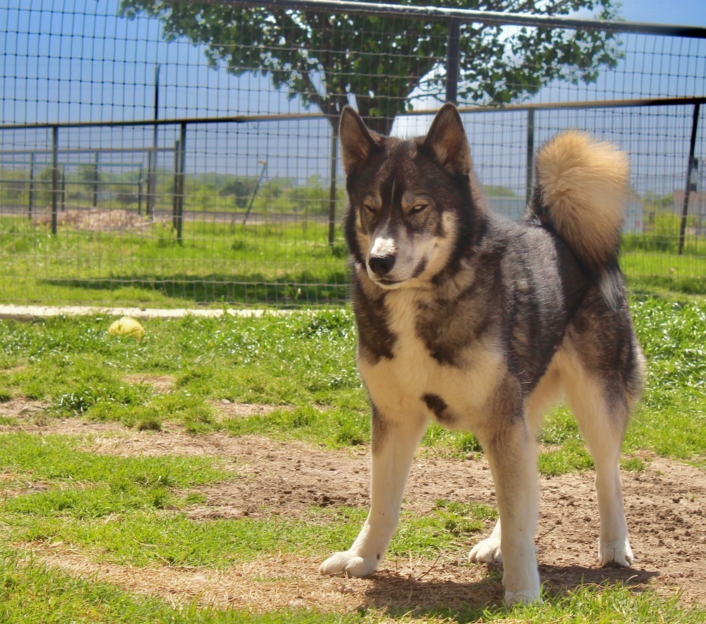 Chico