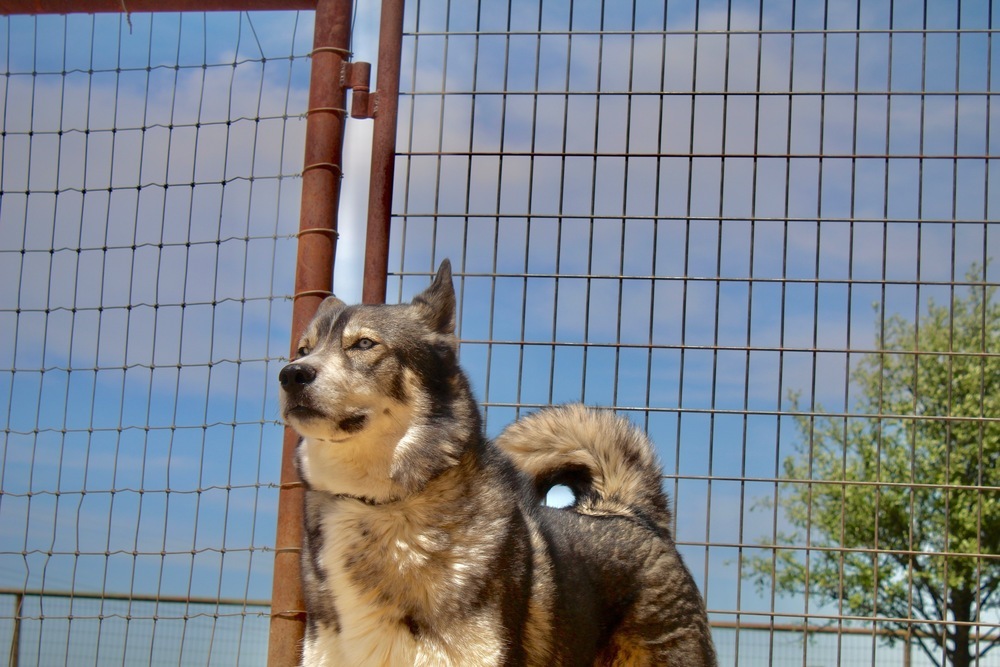 Chico