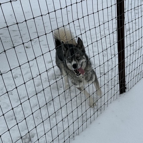Chico