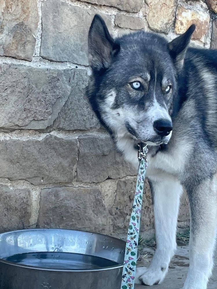 Chico