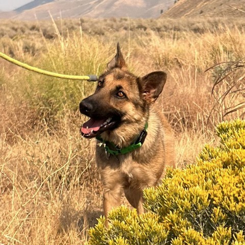 Kaya, an adoptable Mixed Breed in Hailey, ID, 83333 | Photo Image 1