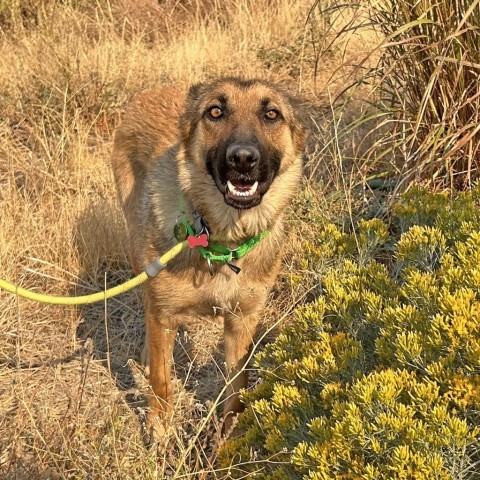 Kaya, an adoptable Mixed Breed in Hailey, ID, 83333 | Photo Image 2