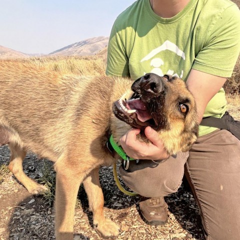 Kaya, an adoptable Mixed Breed in Hailey, ID, 83333 | Photo Image 4