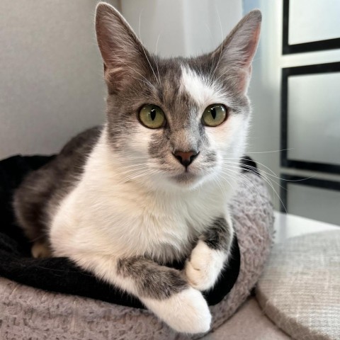 Pendot, an adoptable Domestic Short Hair in Hailey, ID, 83333 | Photo Image 1