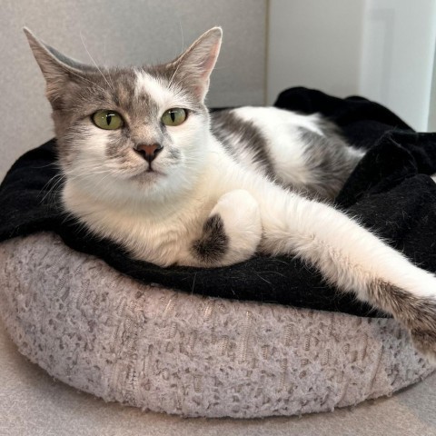 Pendot, an adoptable Domestic Short Hair in Hailey, ID, 83333 | Photo Image 2