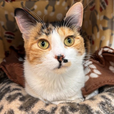 Celeste, an adoptable Domestic Short Hair in Hailey, ID, 83333 | Photo Image 1