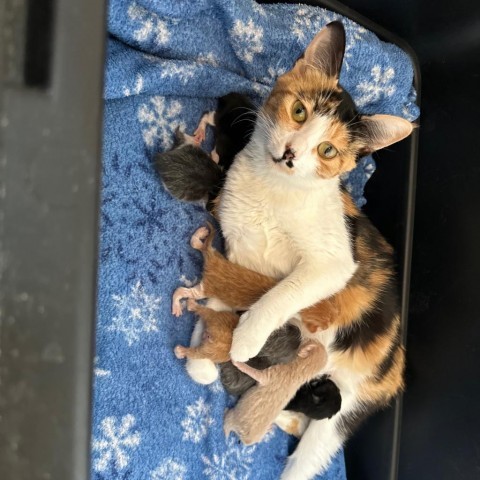 Celeste, an adoptable Domestic Short Hair in Hailey, ID, 83333 | Photo Image 2