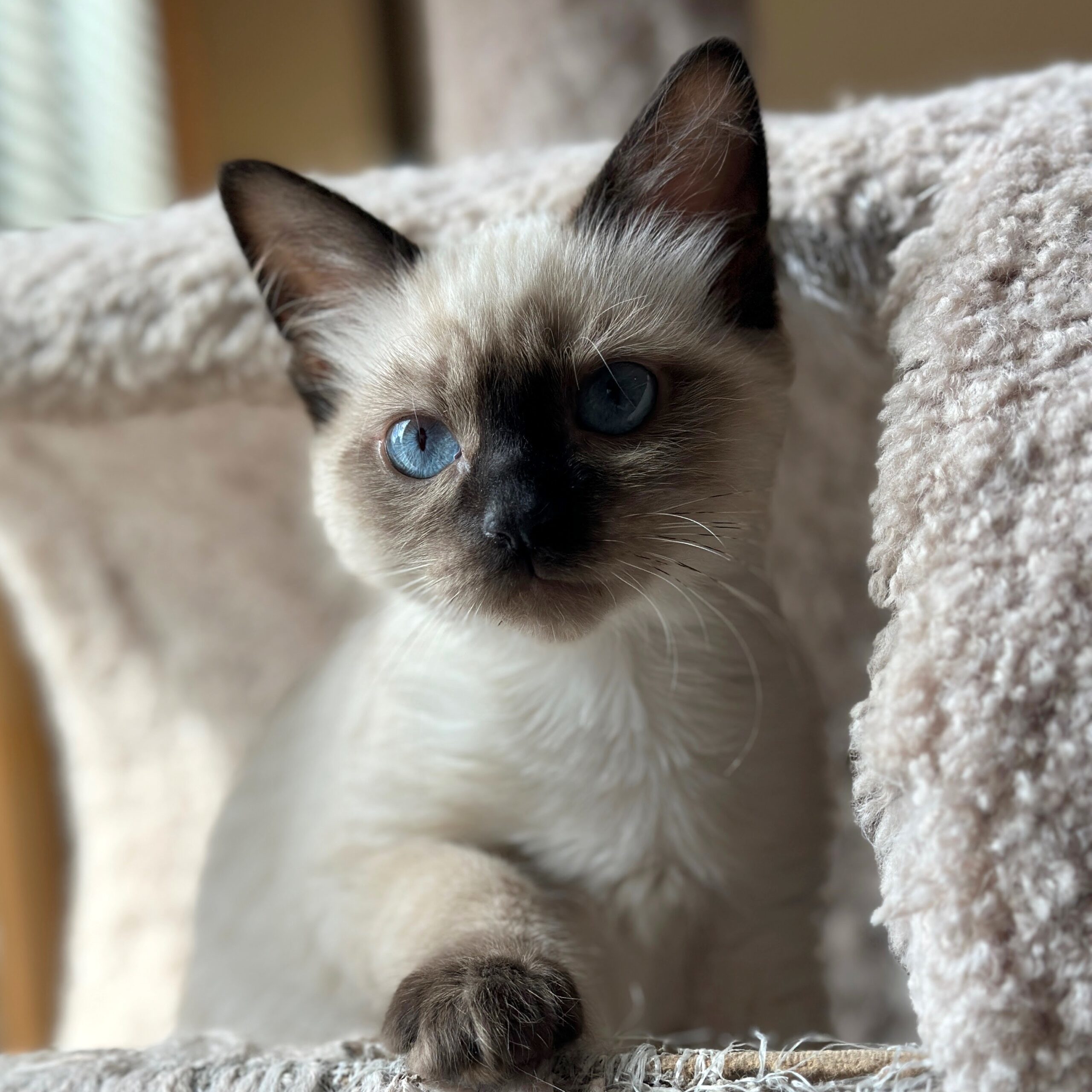 Summer, an adoptable Ragdoll in Toronto, ON, M4C 1H0 | Photo Image 1