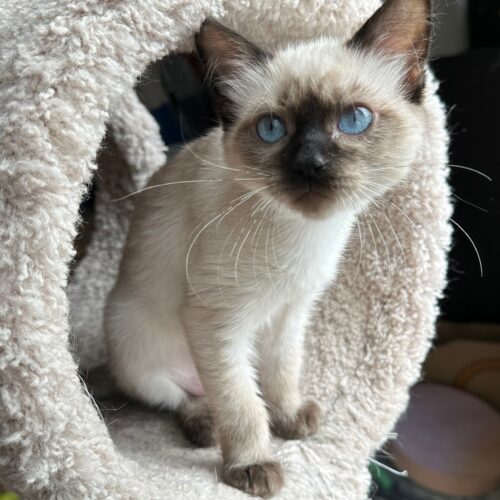 Summer, an adoptable Ragdoll in Toronto, ON, M4C 1H0 | Photo Image 2