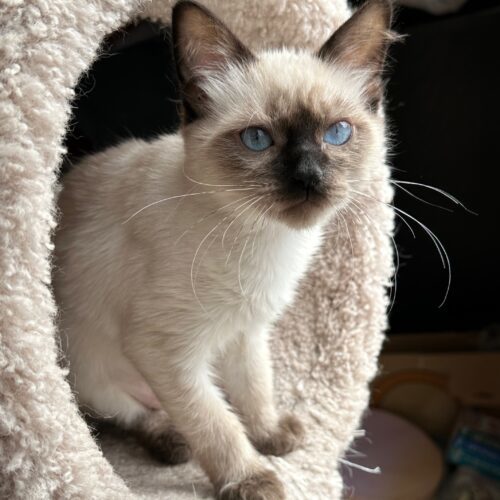 Summer, an adoptable Ragdoll in Toronto, ON, M4C 1H0 | Photo Image 3