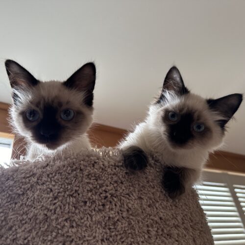 Summer, an adoptable Ragdoll in Toronto, ON, M4C 1H0 | Photo Image 6