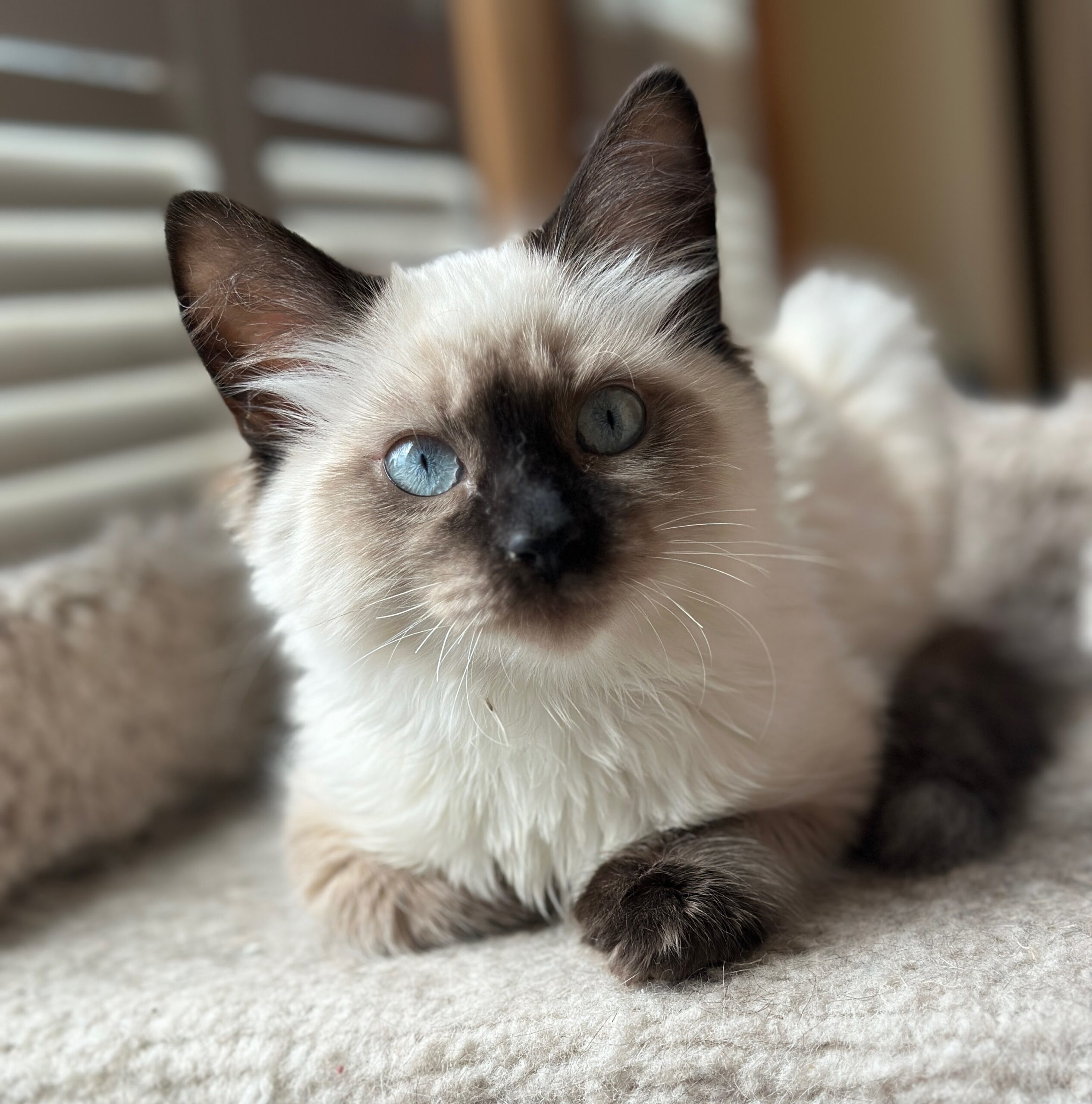 MACKENZIE, an adoptable Ragdoll in Toronto, ON, M4C 1H0 | Photo Image 1