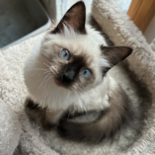 MACKENZIE, an adoptable Ragdoll in Toronto, ON, M4C 1H0 | Photo Image 2