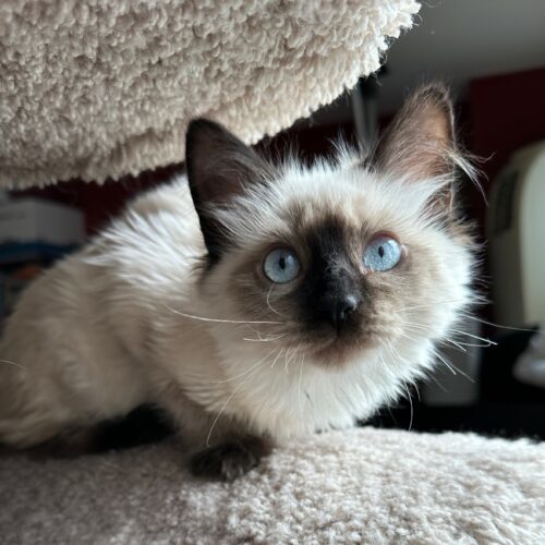 MACKENZIE, an adoptable Ragdoll in Toronto, ON, M4C 1H0 | Photo Image 3