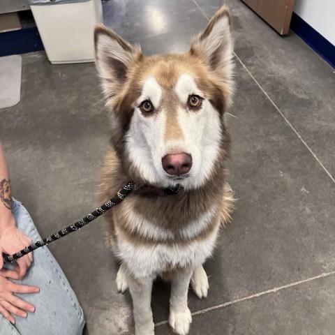 Aspen, an adoptable Husky, Mixed Breed in Show Low, AZ, 85901 | Photo Image 1