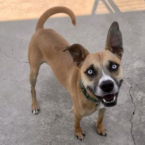 Knox, Adult Male Mixed Breed