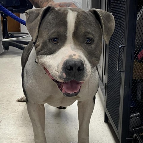 Ace, an adoptable Pit Bull Terrier in Garden City, KS, 67846 | Photo Image 2