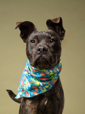 Kibo Pit Bull Terrier Dog
