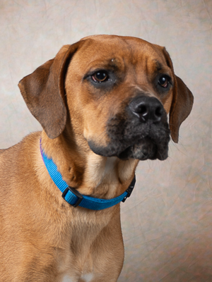 Meet Mandala Mandy If youre looking for a companion whos equal parts friendly and affectionate 