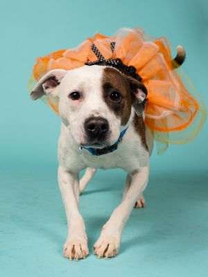 Cabaret, Adult Female Pit Bull Terrier