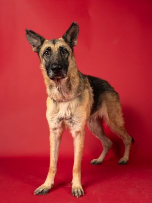 JUMANJI, Adult Female German Shepherd Dog