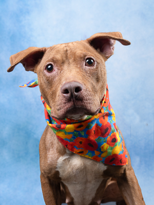 Symphony Mixed Breed Dog