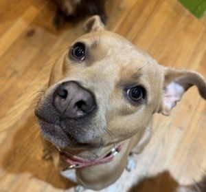 Meet Skylar - Your Future Couch Pillow and Sunbathing Buddy Skylar is the ultimate snuggle companio