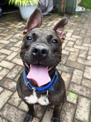 Miss Lady, Adult Female Pit Bull Terrier