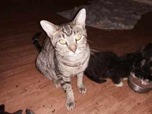 Supacell Domestic Short Hair Cat