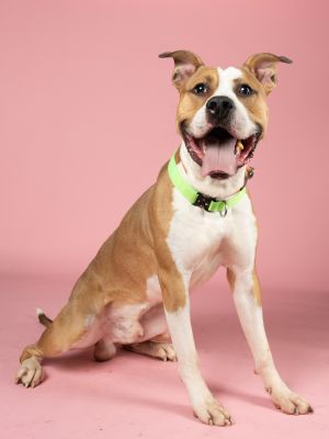 Hey there potential paw-rents Im XYLO a 64-pound bundle of joy and a two-year-old hunk of fluff 