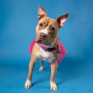 Venus, Adult Female Mixed Breed