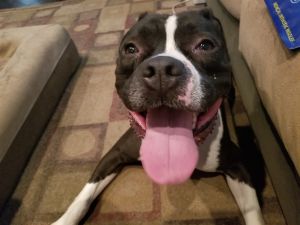June Pit Bull Terrier Dog
