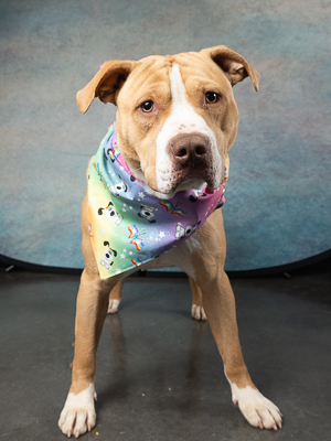 Primo American Staffordshire Terrier Dog