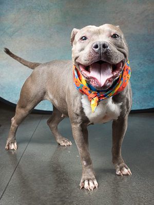 Meet beautiful 8 year old Libby Libby has had a hard life She was found by a good samaritan chaine