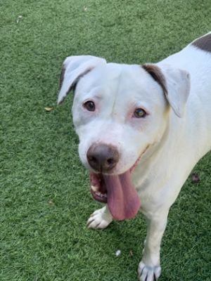 BOCA RATON, Adult Male Pit Bull Terrier