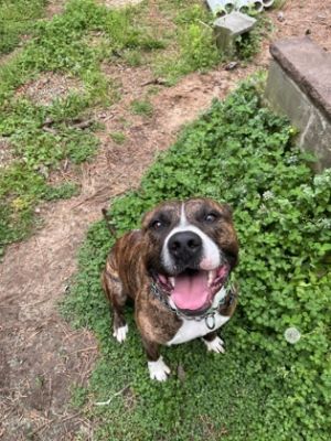 Van Dam Pit Bull Terrier Dog