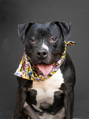 NATHAN, Adult Male Pit Bull Terrier